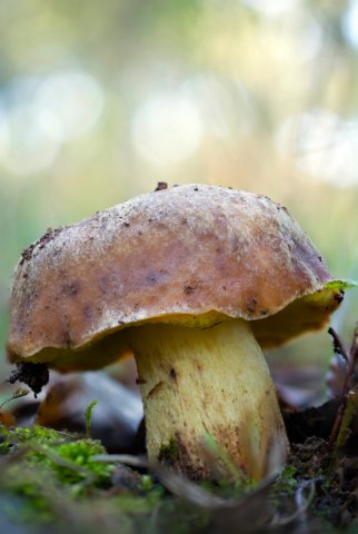 Boletus Impolitus-18